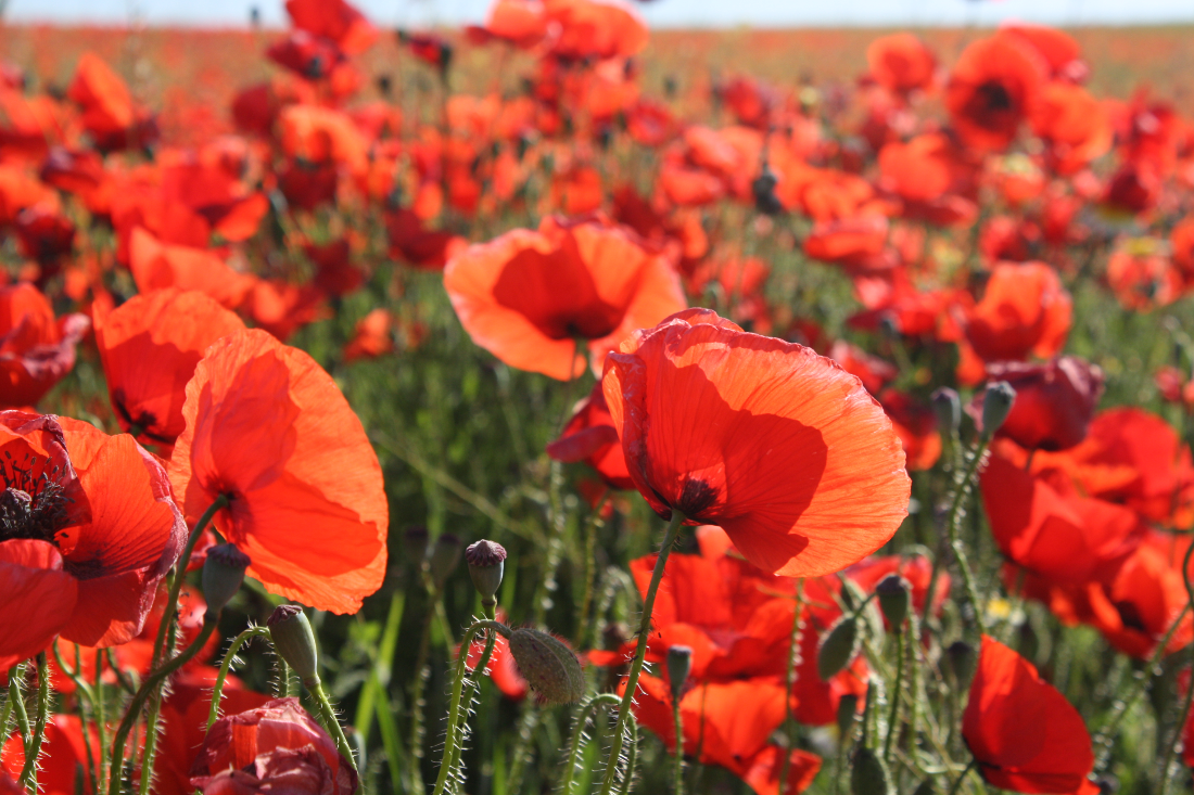 https://co-qlic-educ.fr/wp-content/uploads/2024/01/beau-paysage-coquelicots-rouges.png